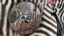 夏天熱到斑馬線條都糊掉！動物園「假斑馬」遭抓包