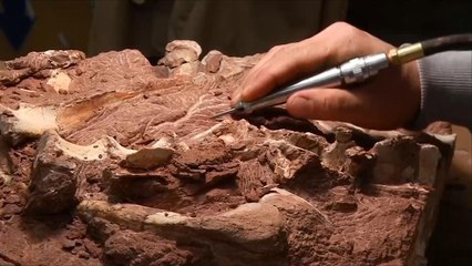 هذا الصباح-اكتشاف أحفوريات تعود لبقايا أول ديناصور نباتي