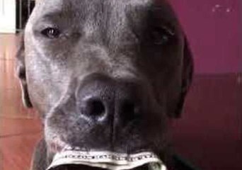 Financially Responsible Doggo Helps His Owner With Money