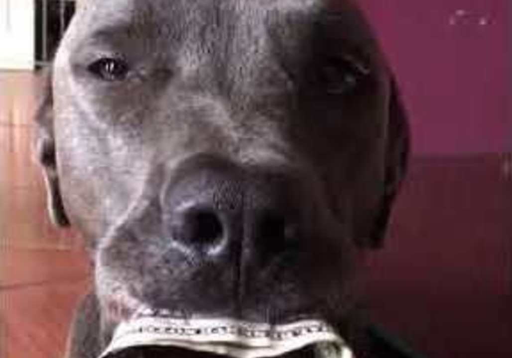 Financially Responsible Doggo Helps His Owner With Money