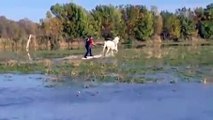 Horse WAKE boarding !!!!!! Coolest way to ride the water/waves.