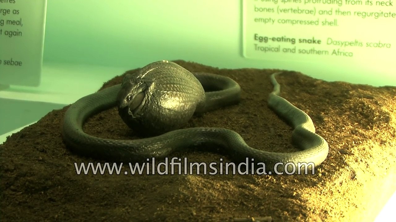 Indian Python Matmata turtle  Soldier fish Tamandua and Giant Golden Mole
