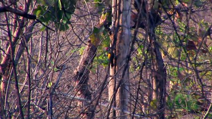 Journeys in India- Panna National Park