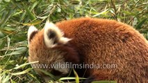 Red Panda eats green leaves - Sikkim