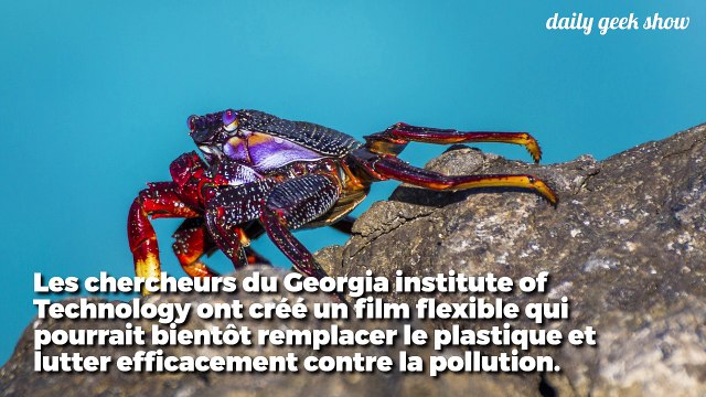 Un nouveau matériau pour remplacer le plastique ?