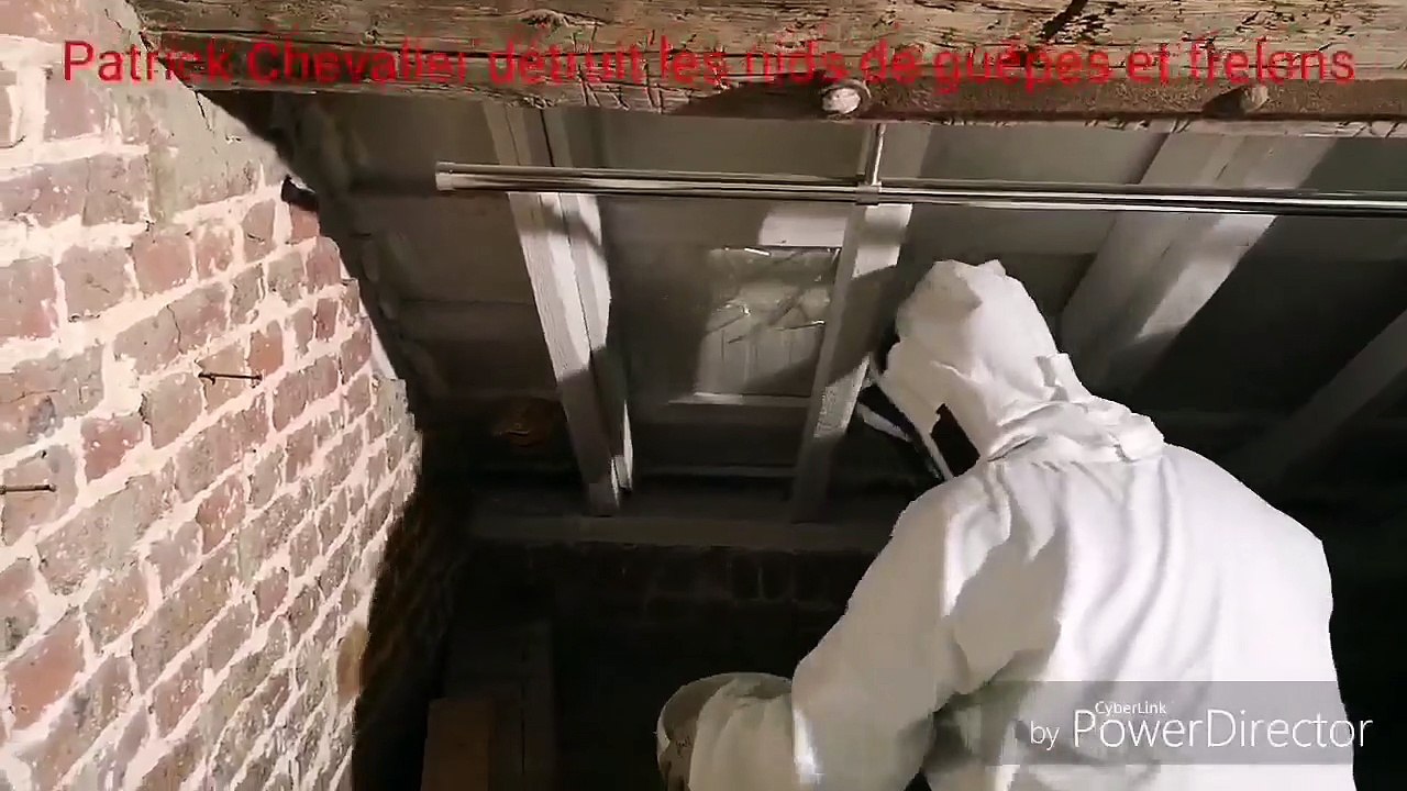 Nid de frelons détruit à Tournai