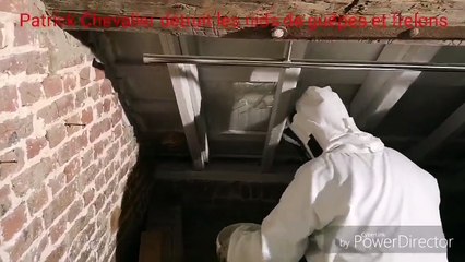 Nid de frelons détruit à Tournai