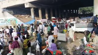 Lalukhet Bakra Mandi - Cow Mandi Karachi 2018