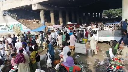 Lalukhet Bakra Mandi - Cow Mandi Karachi 2018