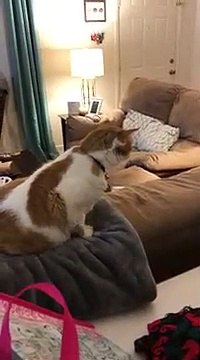 La drôle réaction d'un chat lors d'un #WhatTheFluffChallenge !