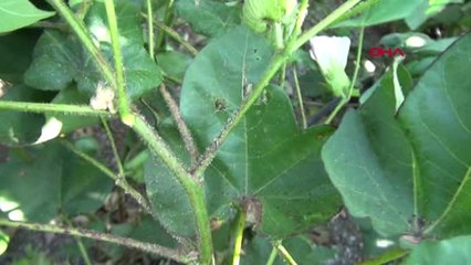 Hatay Pamukta Zenk Hastalığı Endişesi