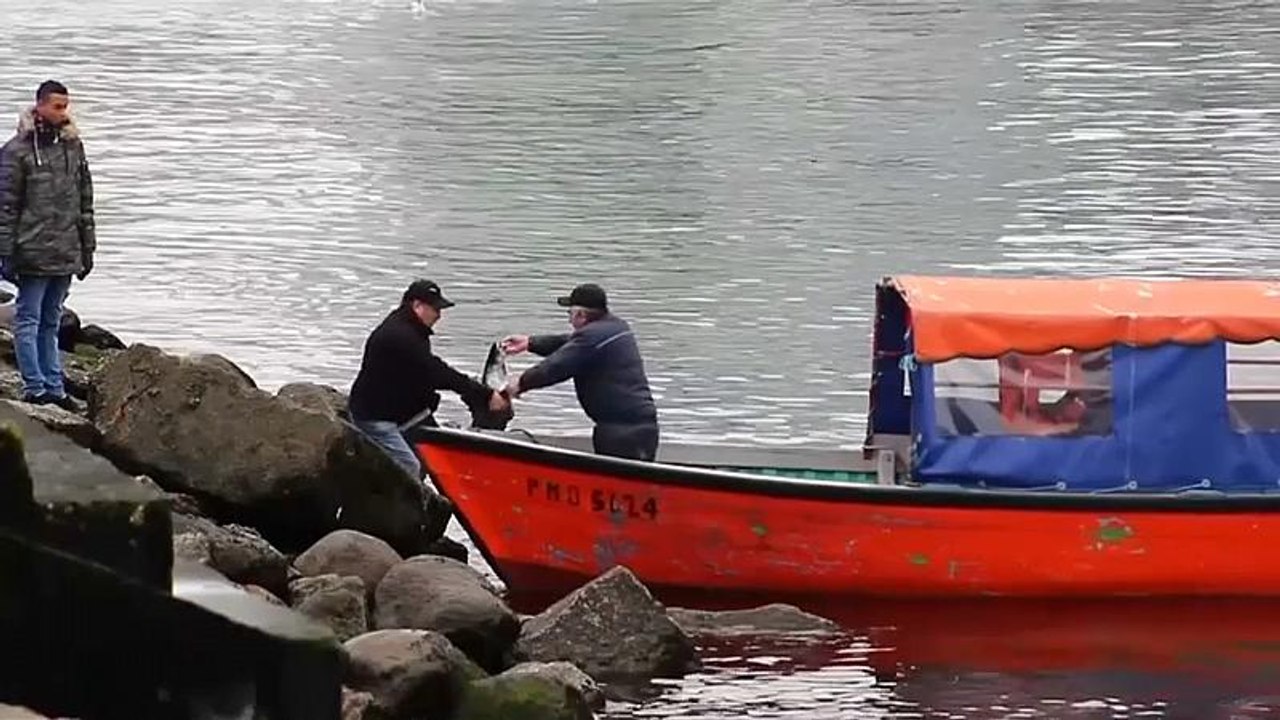 Mit Antibiotika verseucht: Strafe für Lachsfarm