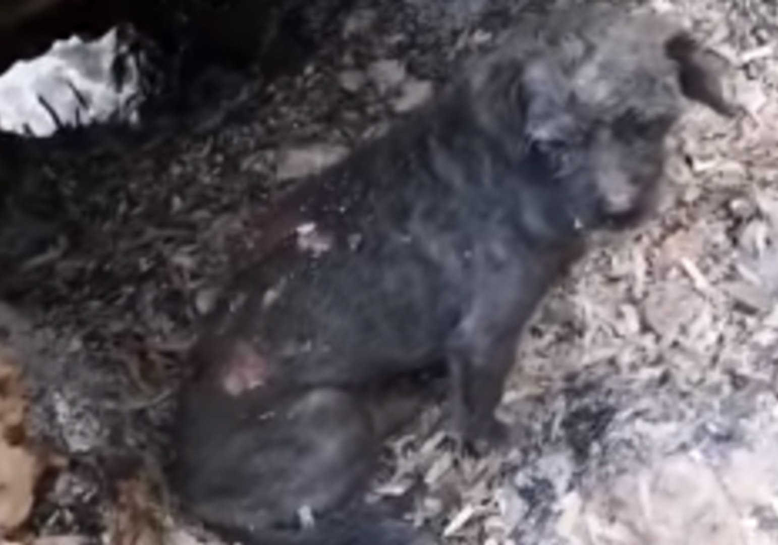 ⁣Volunteers Rescue Animals Injured In Greek Wildfires