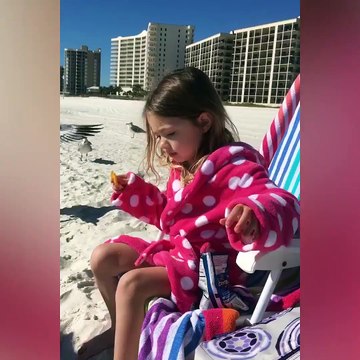 Seagulls are annoying when you are eating on the beach