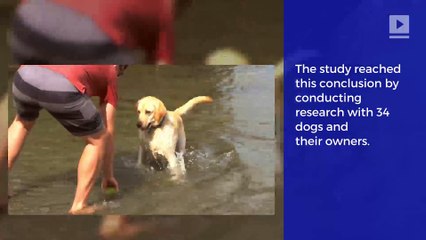 Study Says Dogs Know When You're Upset and Want to Help