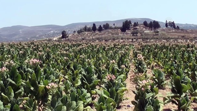 İsrail, Batı Şeria'da terk ettiği yerlere geri dönüyor - CENİN