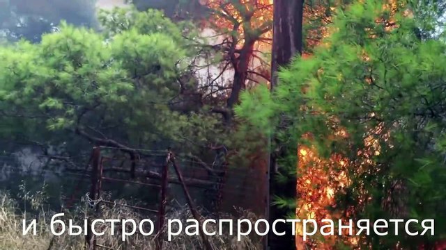 Пожар в Греции последние новости, шокирующие видео