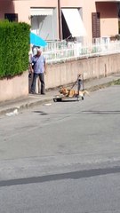 O vídeo comovente de um homem e seu cachorro que está derretendo os corações do mundo inteiro