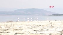 Burdur Gölü'nün Son Konukları Flamingolar Hd