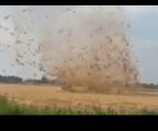 Dust Devil Whips Up Hay as Netherlands Experiences Driest July in Decades