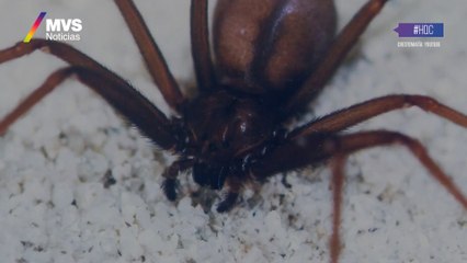 Araña violinista, arácnido mortal