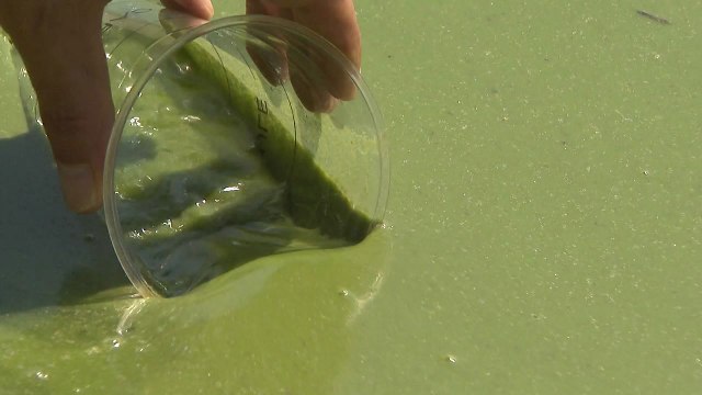 연일 이어지는 폭염에 대청호 녹조 '식수원' 위협 / YTN