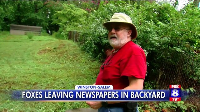 Foxes Stealing Newspapers, Leaving Them All Over Man`s Backyard