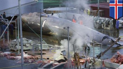 Millionaire whaler who caught rare whale wants to hunt more - TomoNews