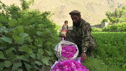 Menos fumaça e mais perfume