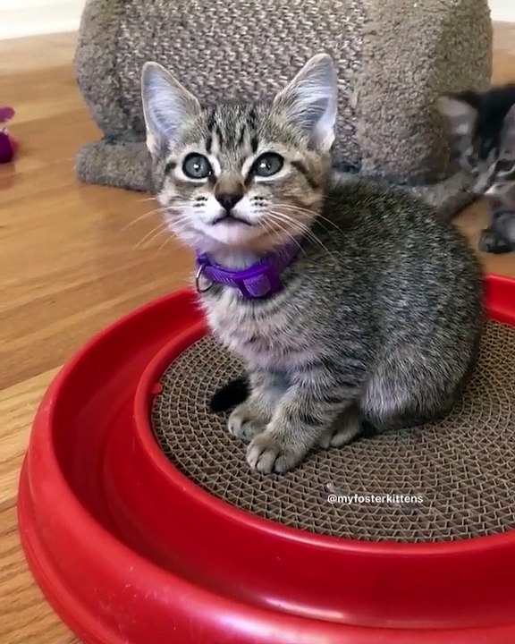 My dad just bought new cat for me & New Home cats & funny cats