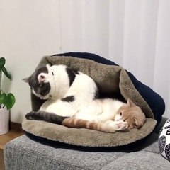 when u look for the crazy cat at the house & hiding cats