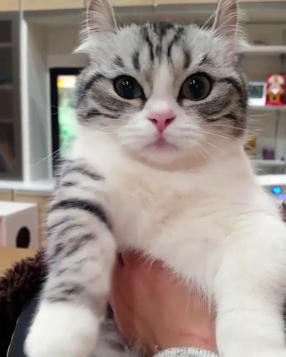 My cat looks so amazing with great eye color & home cats & funny cats