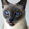 My cat has rare eye color that every one like it & funny cats & amazing cats for houses