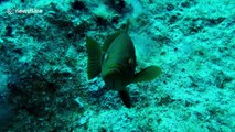 Usually shy fish surprises diver when it sticks around to socialize