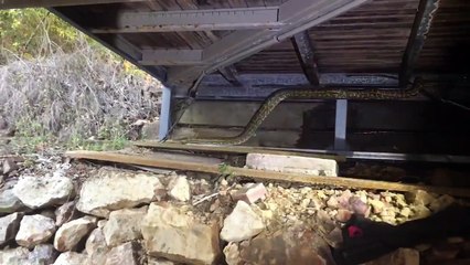 Massive Python Retrieved from Under House