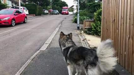This Alaskan Malamute Waits For The Ice Cream Truck Every Single Day