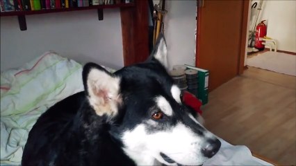 Alaskan Malamute joins owner in howling contest