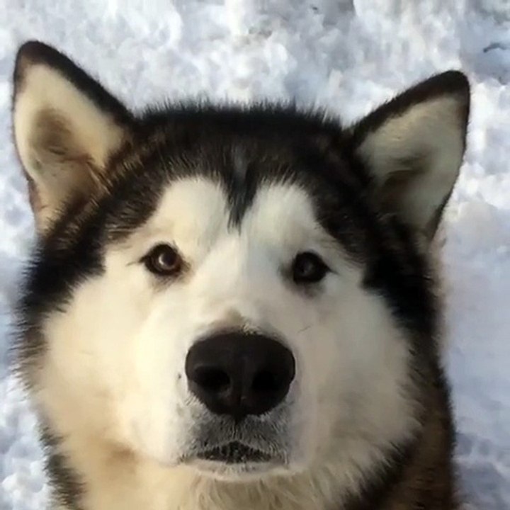 Disciplined Alaskan Malamute Catches Treat Mid-Air