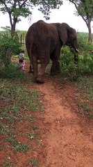 Our Elephant Friend