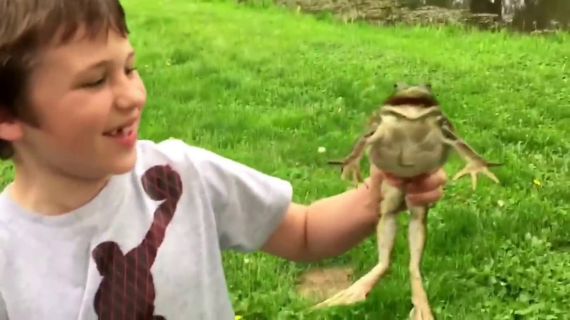 Ecoutez le cri de cette grenouille taureau... Impressionnant - Vidéo  Dailymotion