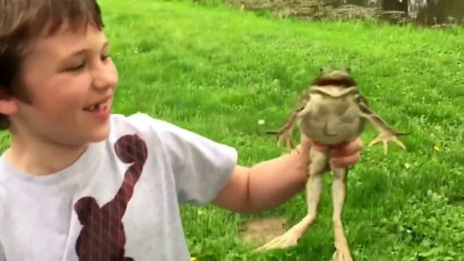 Ecoutez le cri de cette grenouille taureau... Impressionnant