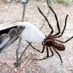 Cette araignée assoiffée boit de l'eau sur  un coton imbibé
