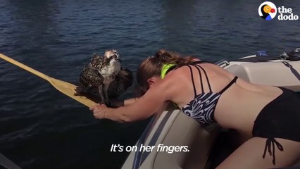 Cette femme courageuse sauve un balbuzard sur le point de se noyer