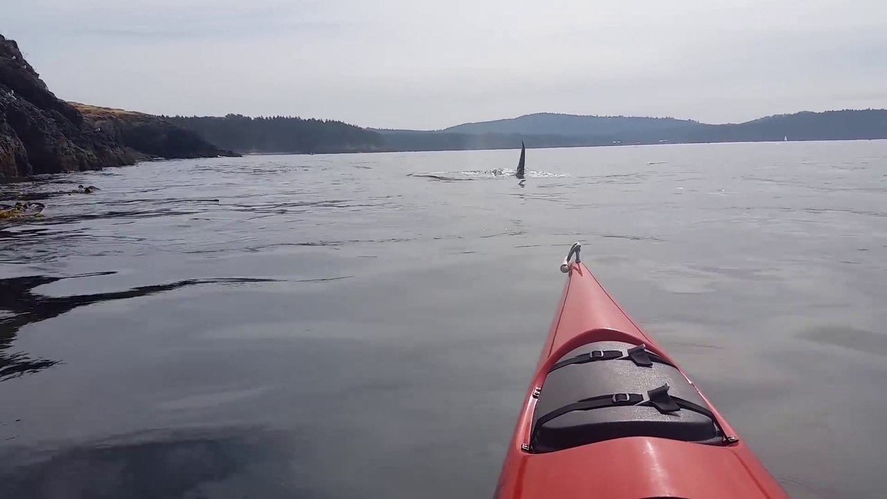 2 orques énormes approchent ce cette femme en kayak . Terrifiant
