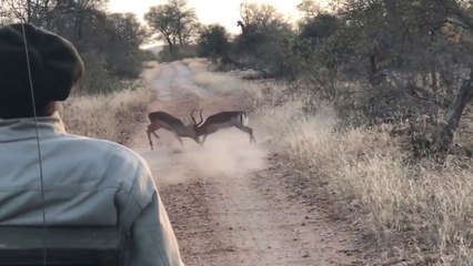 2 impalas en plein duel vont vite s'arreter... Regardez pourquoi