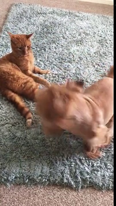 Unlikely Best Friends