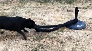 Dog Finds Fun By Itself