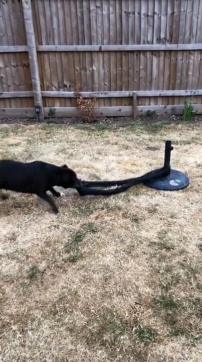 Dog Finds Fun By Itself