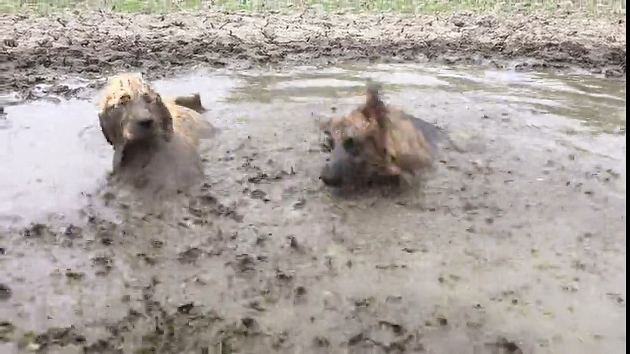 Dirty Dogs