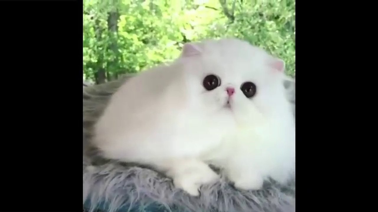 Funny and Cute Animals Videos Compilation 2018